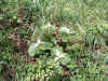 patch of Trillium flowers