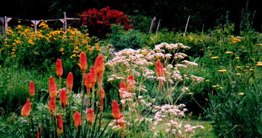Herbs and flowers enrich our Mother Garden